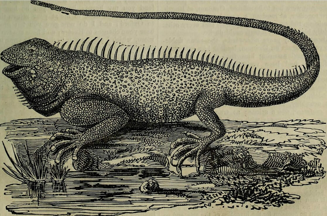 An illustration of a large lizard-like creature with small spikes and a long tail, standing on rocky ground