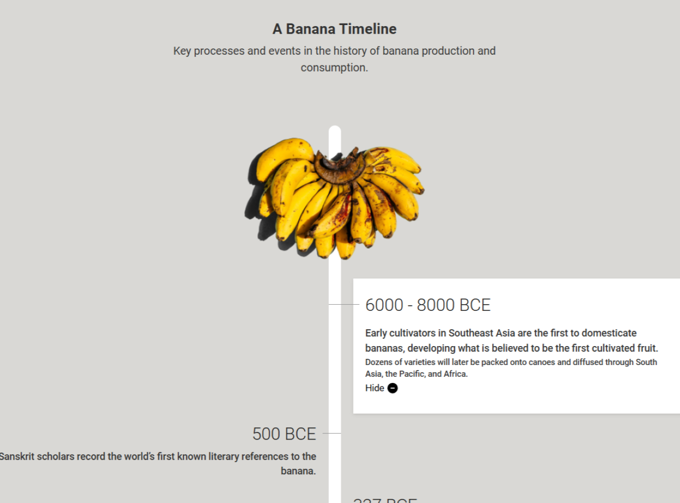A vertical timeline of banana history with ripe bananas in the centre, highlighting key events from 6000 BCE to 500 BCE.