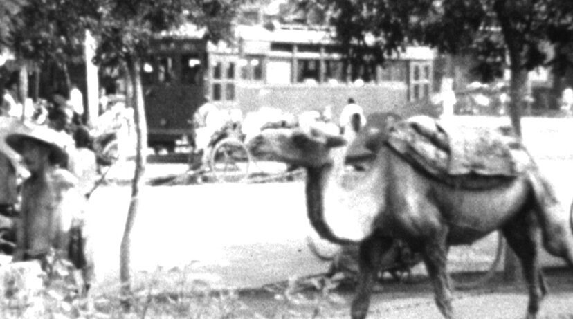 A camel walking on a street with people and a tram in the background.