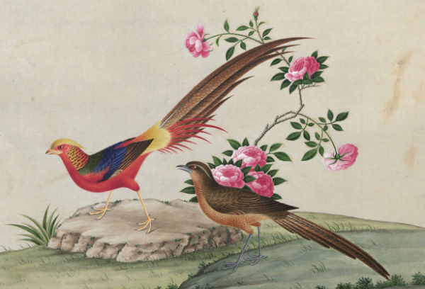 Two colourful birds stand on a rock with pink flowers and green leaves in the background.