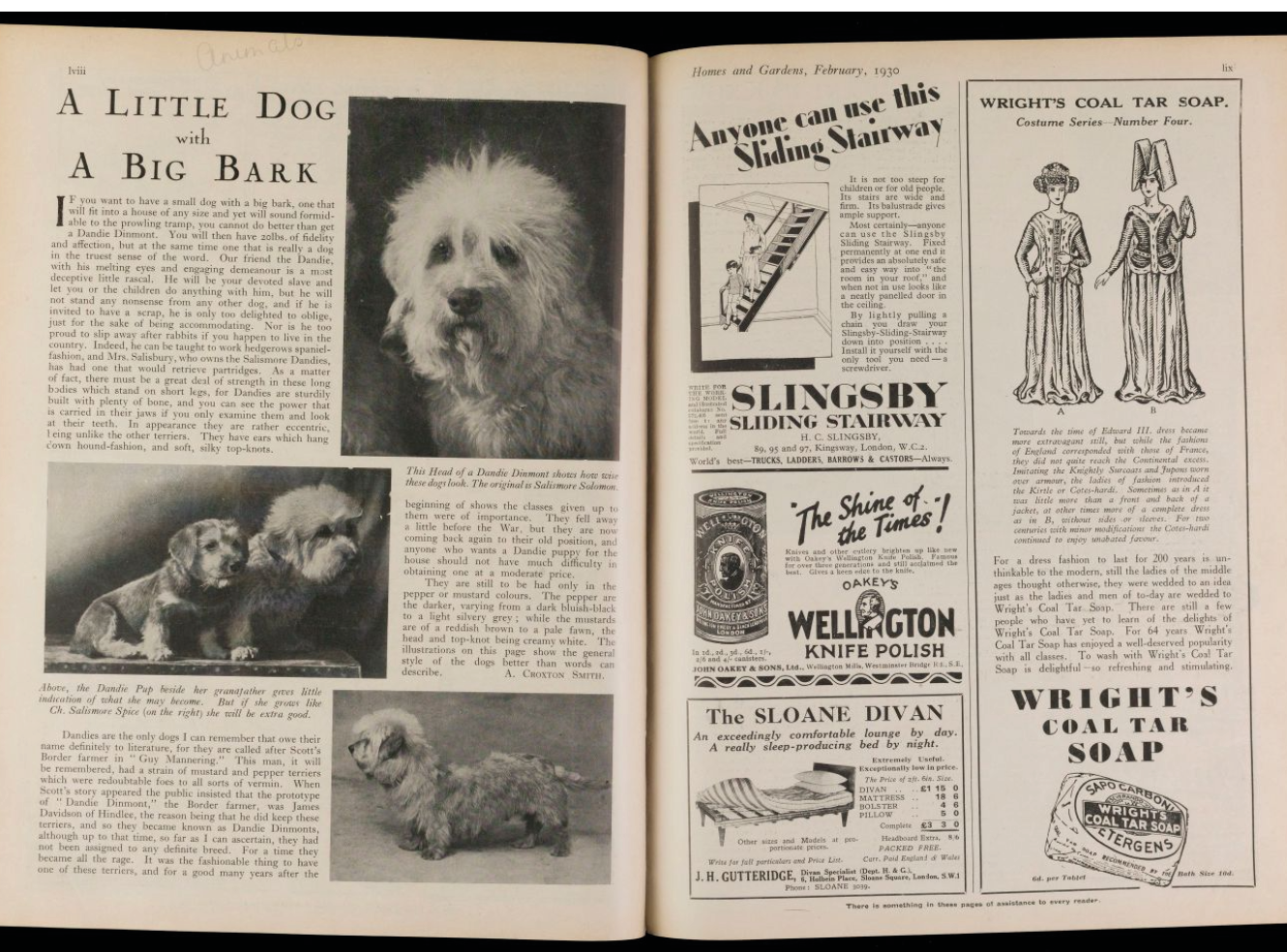 A vintage magazine page with text about Dandie Dinmont dogs and advertisements.