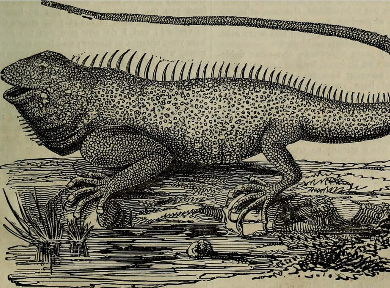 An illustrated prehistoric lizard with spines on its back, standing near water