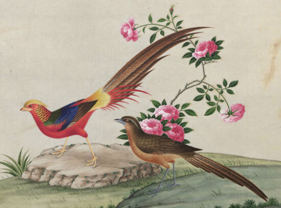 Two colourful birds stand on a rock with pink flowers and green leaves in the background.