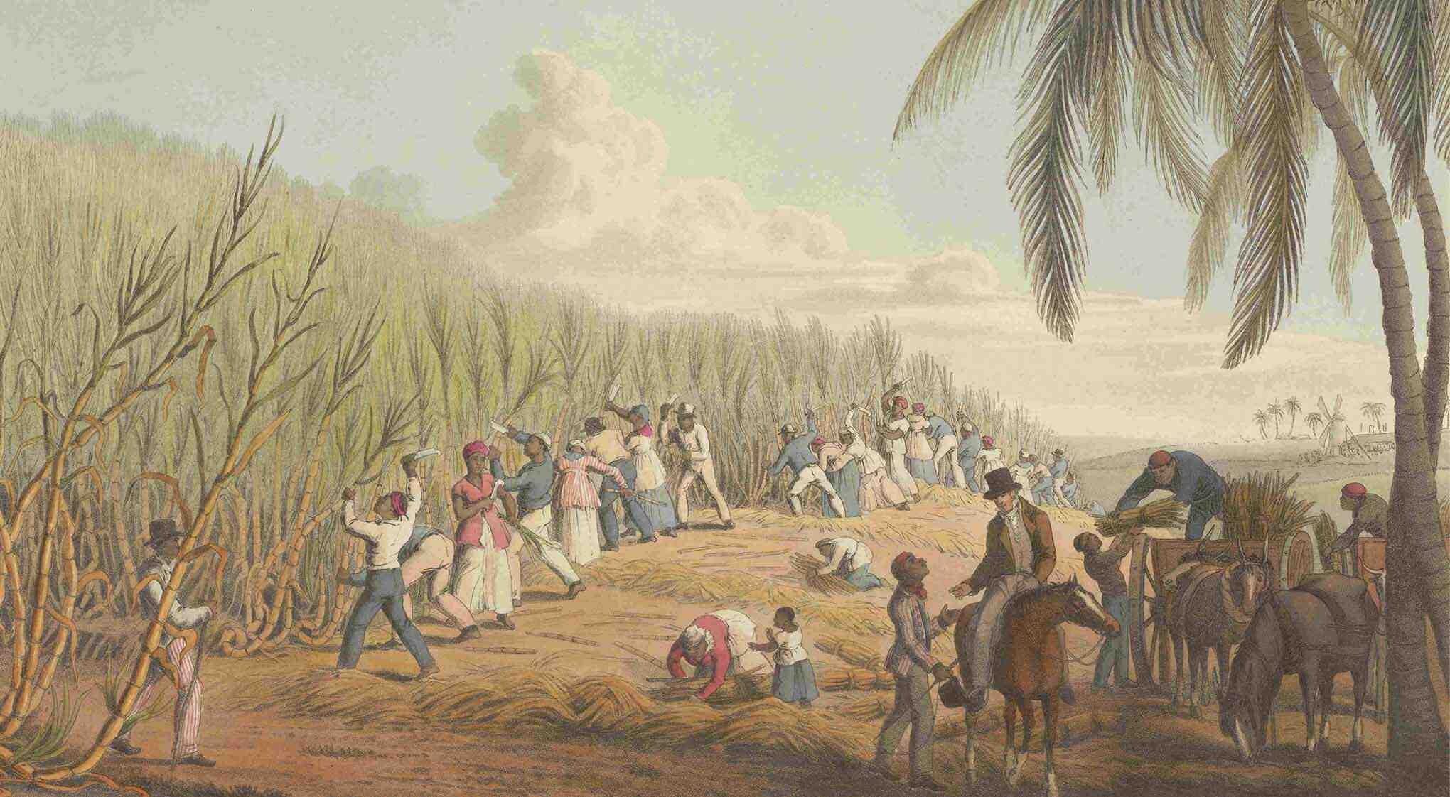 People in loose clothing harvesting sugarcane in a field with palm trees and a man on a horse.